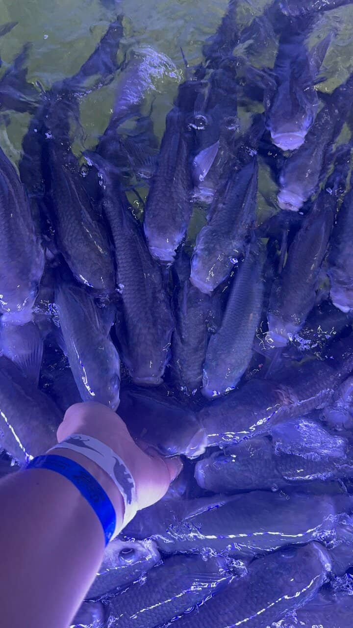 Hand-Feeding the Mullet