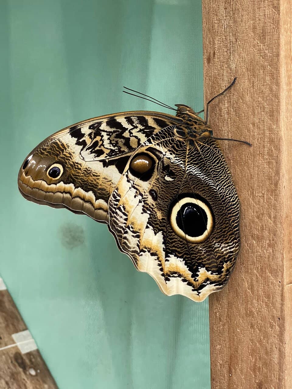 Informative Plant Descriptions