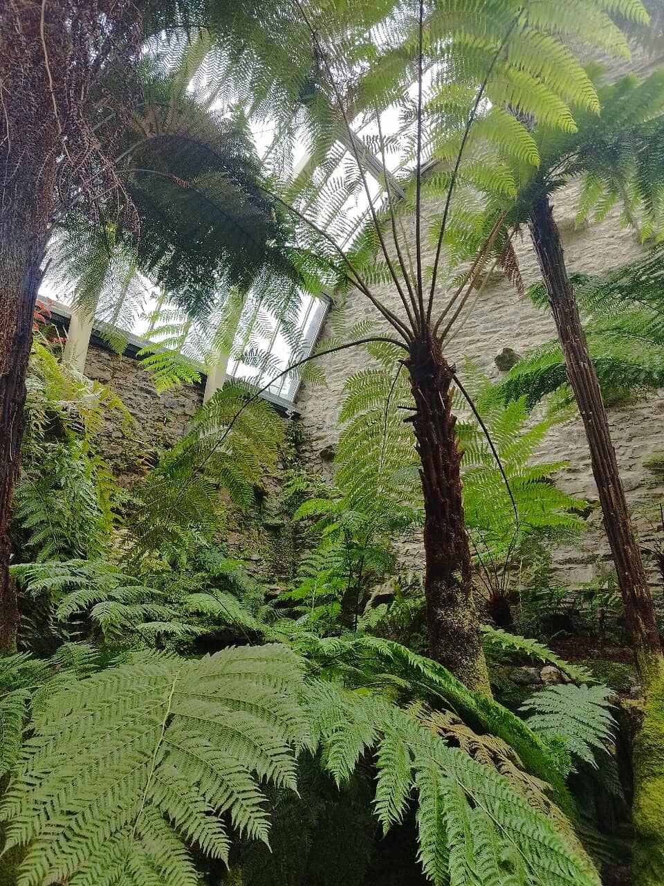 Victorian Fernery