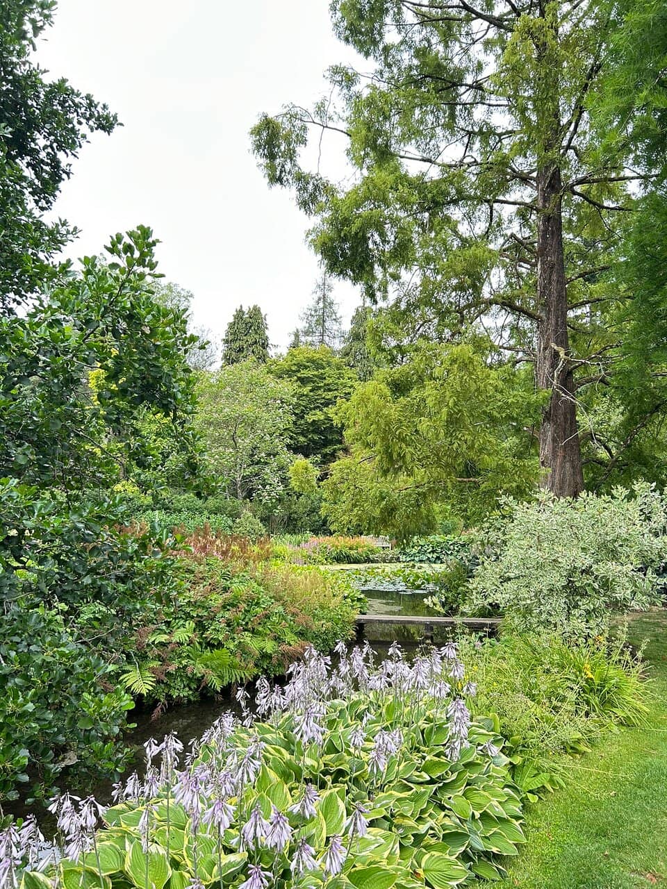 Waterlily Wonderland