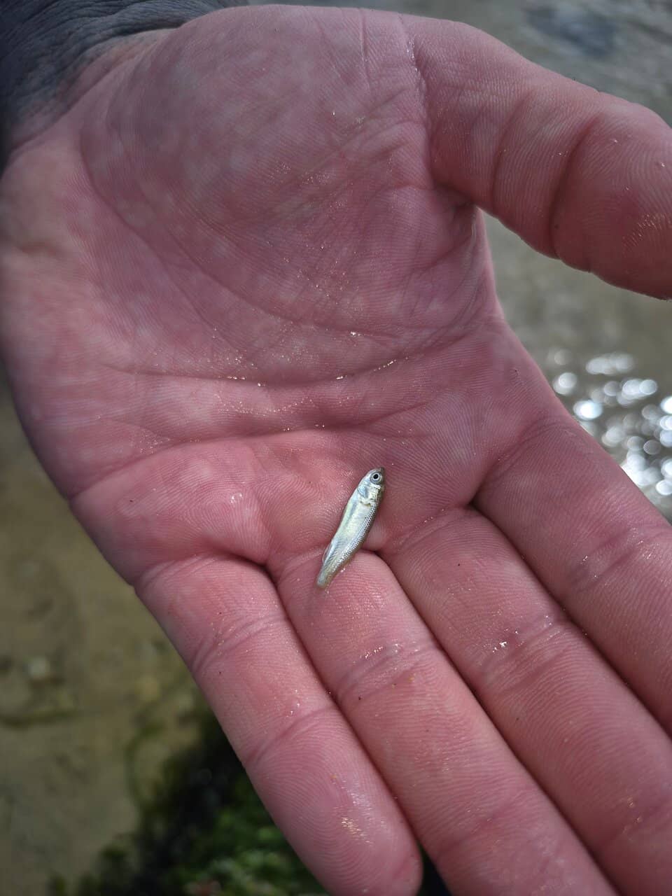 Porth Island Exploration