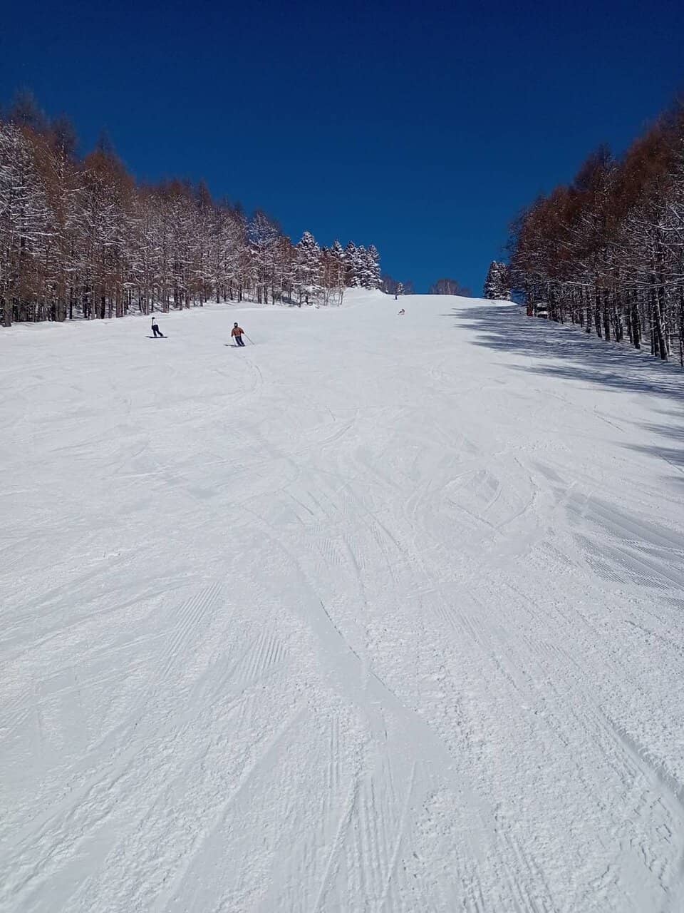 Powder Paradise