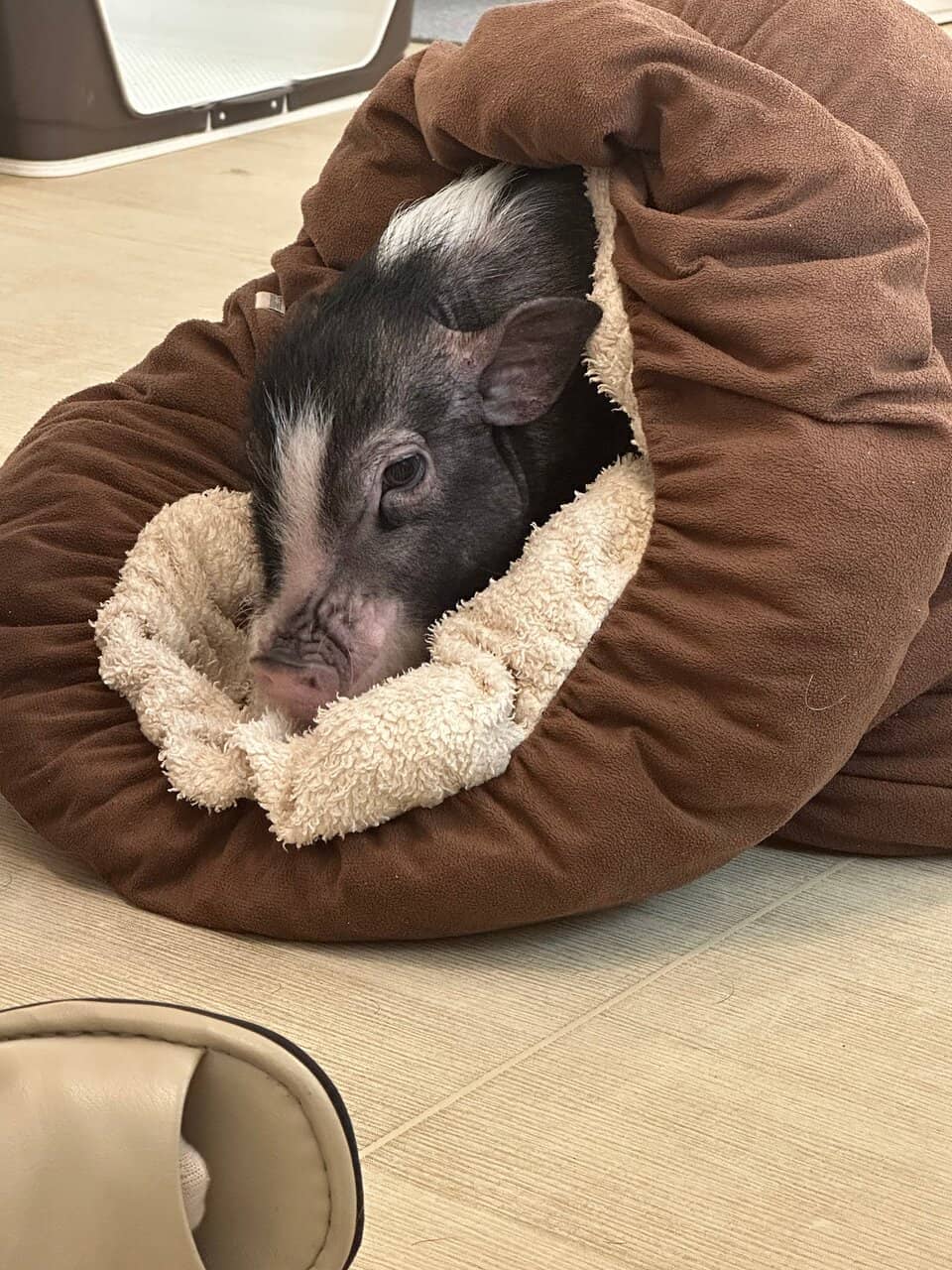 Happy & Well-Cared Pigs