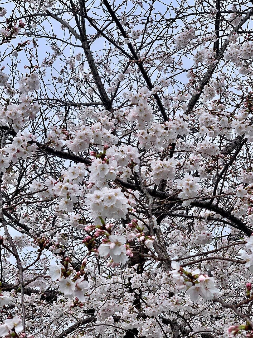 Cherry Blossoms