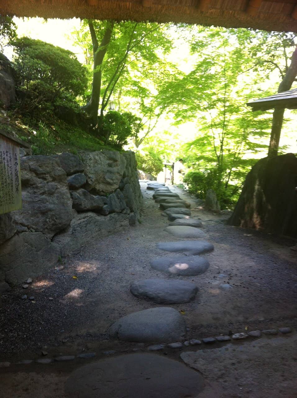 Autumn Maple Spectacle