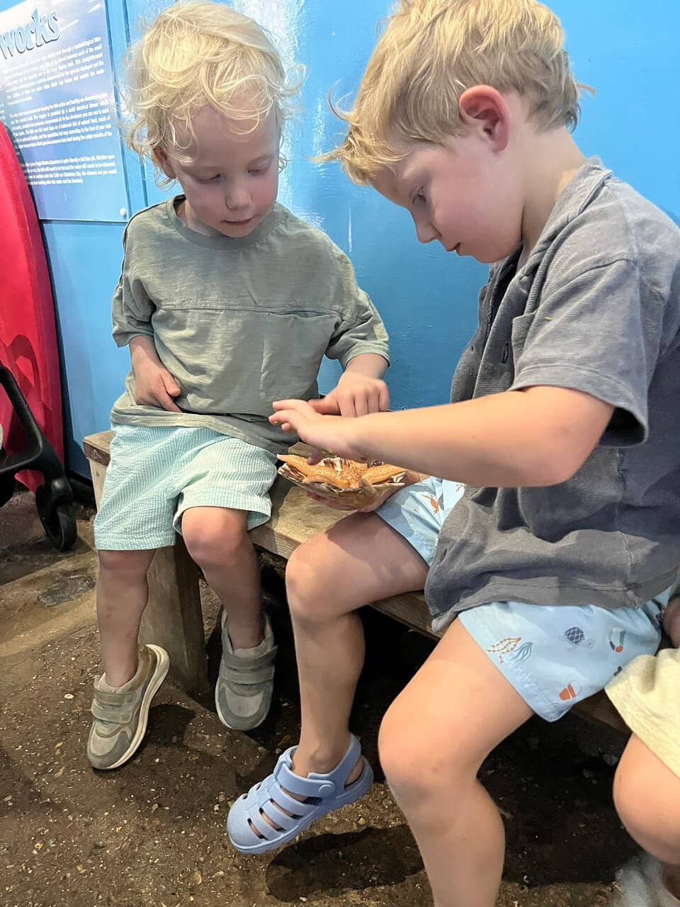 Holding Starfish