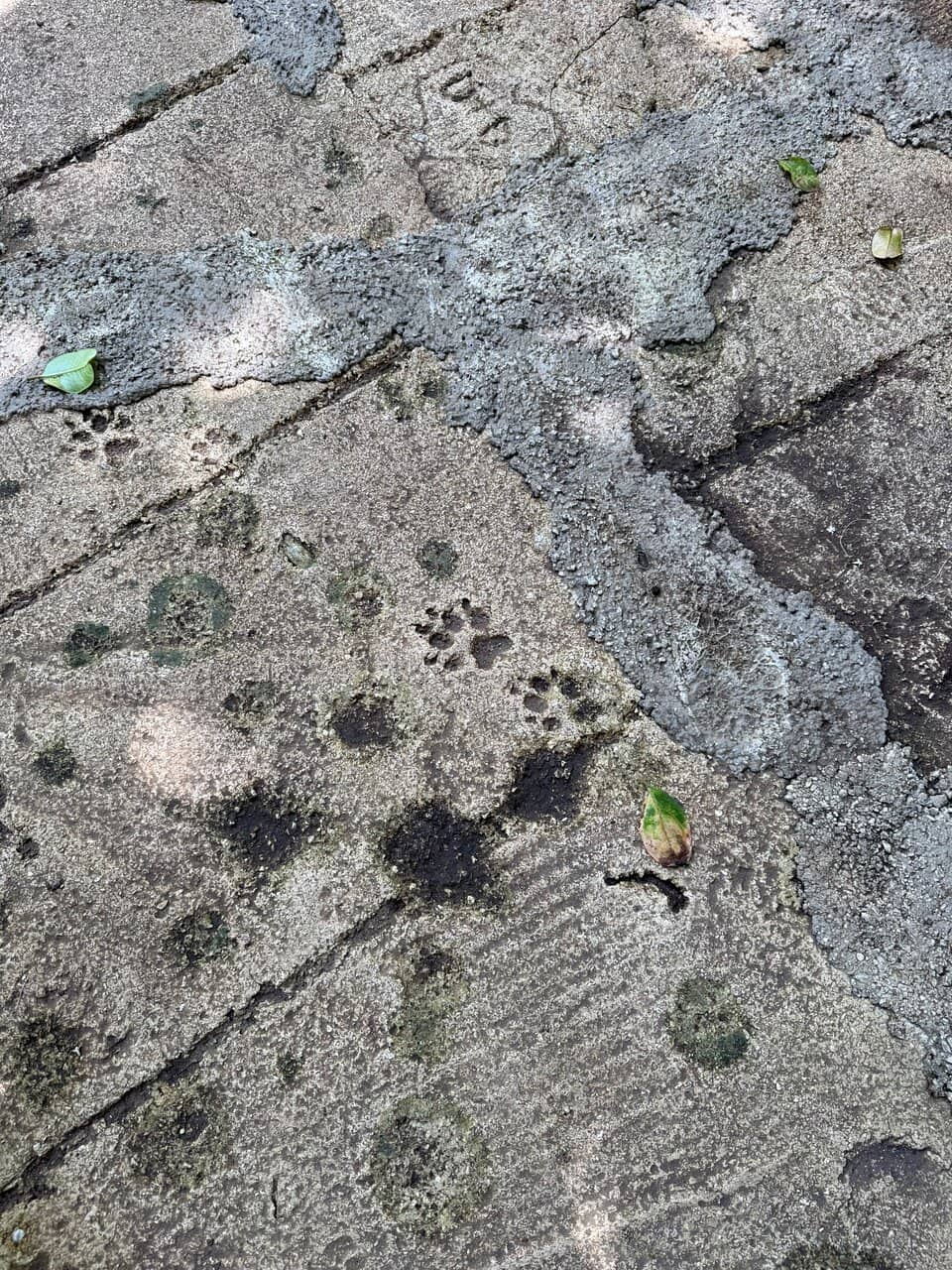 Grapefruit Origin Spot