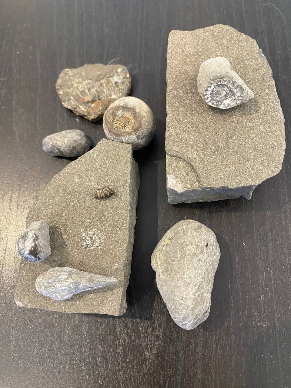 Fossil Collection