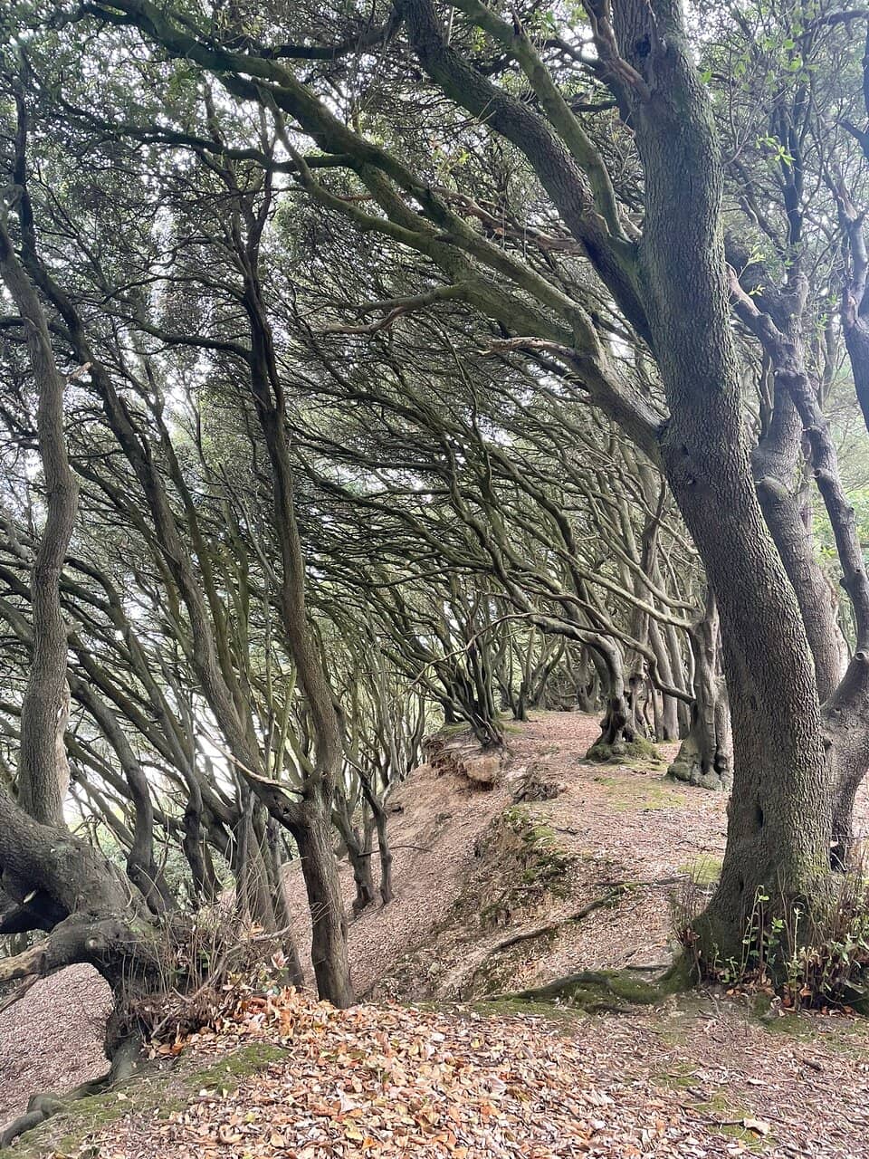 Highcliffe Beach Access