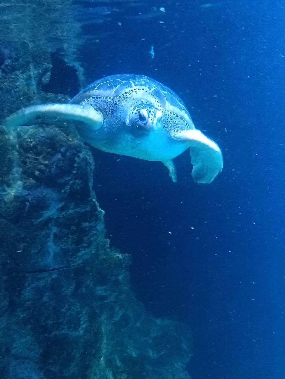 Reptile and Ant Exhibits