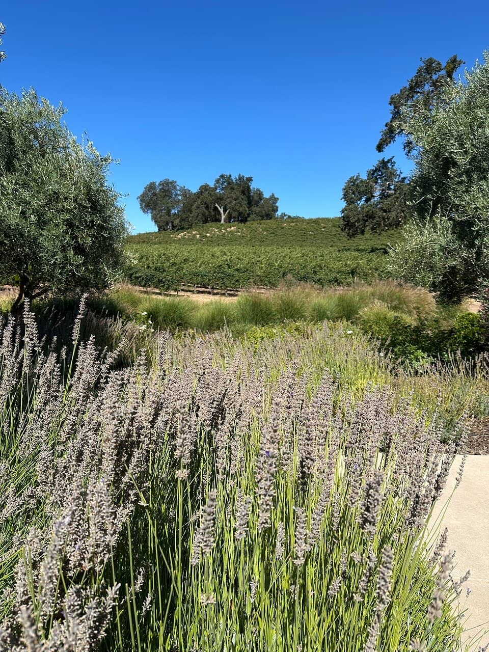 Vineyard Views & Wine Caves
