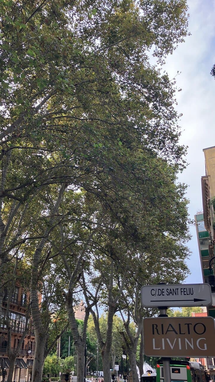 Plaça de la Reina