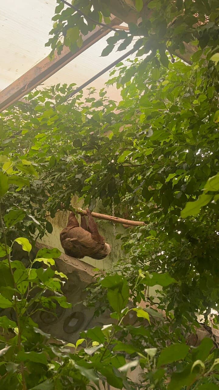 Red Pandas