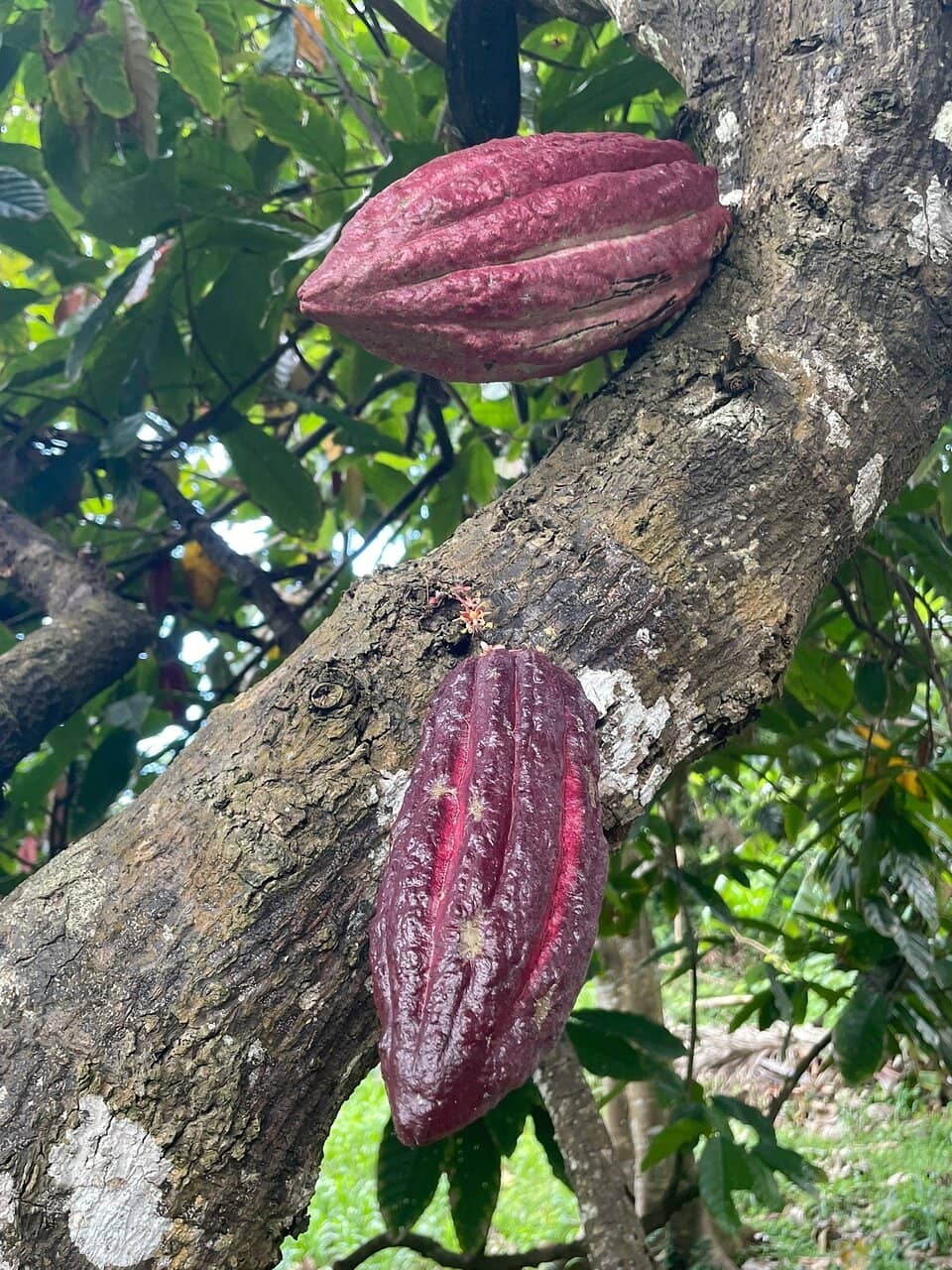 Tasting Exotic Fruits