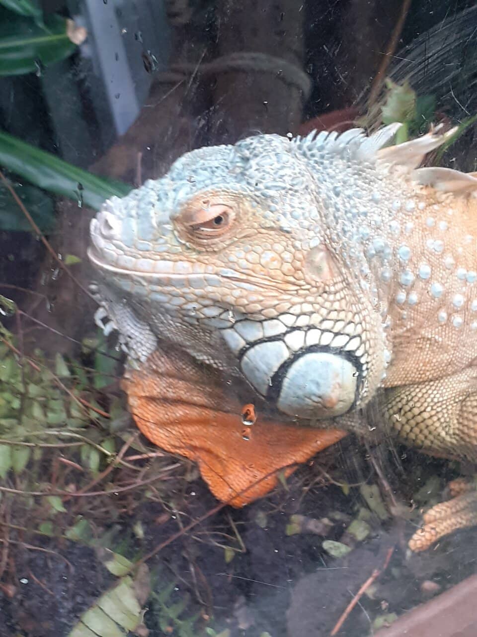 Terrapin and Iguana Encounters