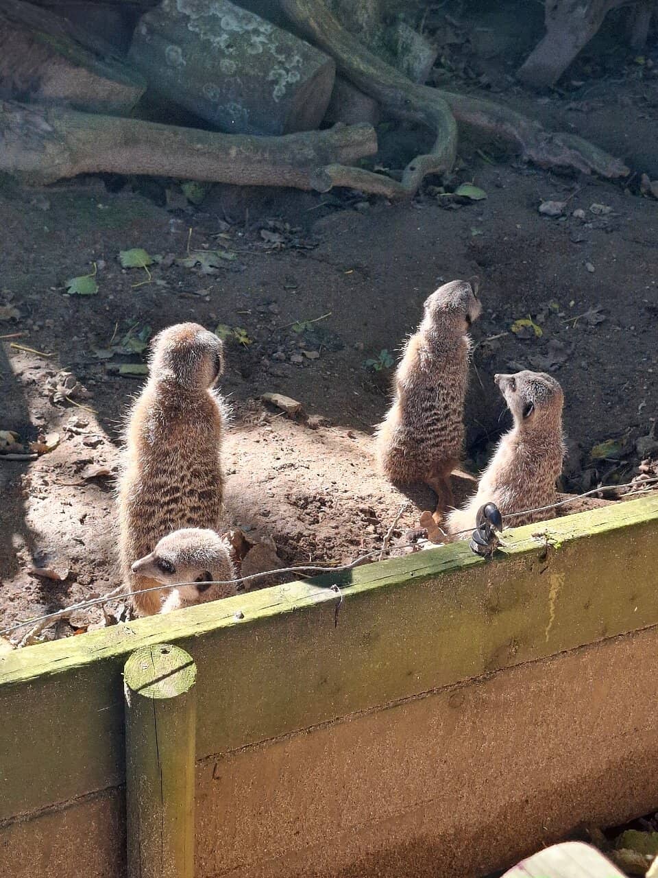 Visayan Warty Piglets