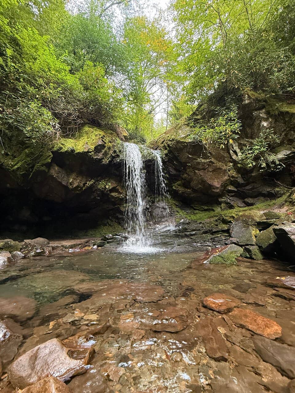 Berry and Mushroom Foraging