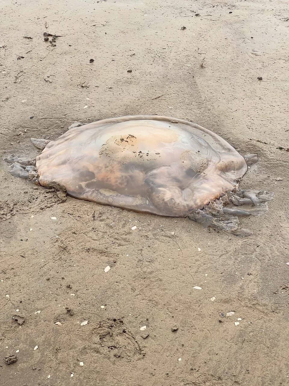 Low Tide Exploration