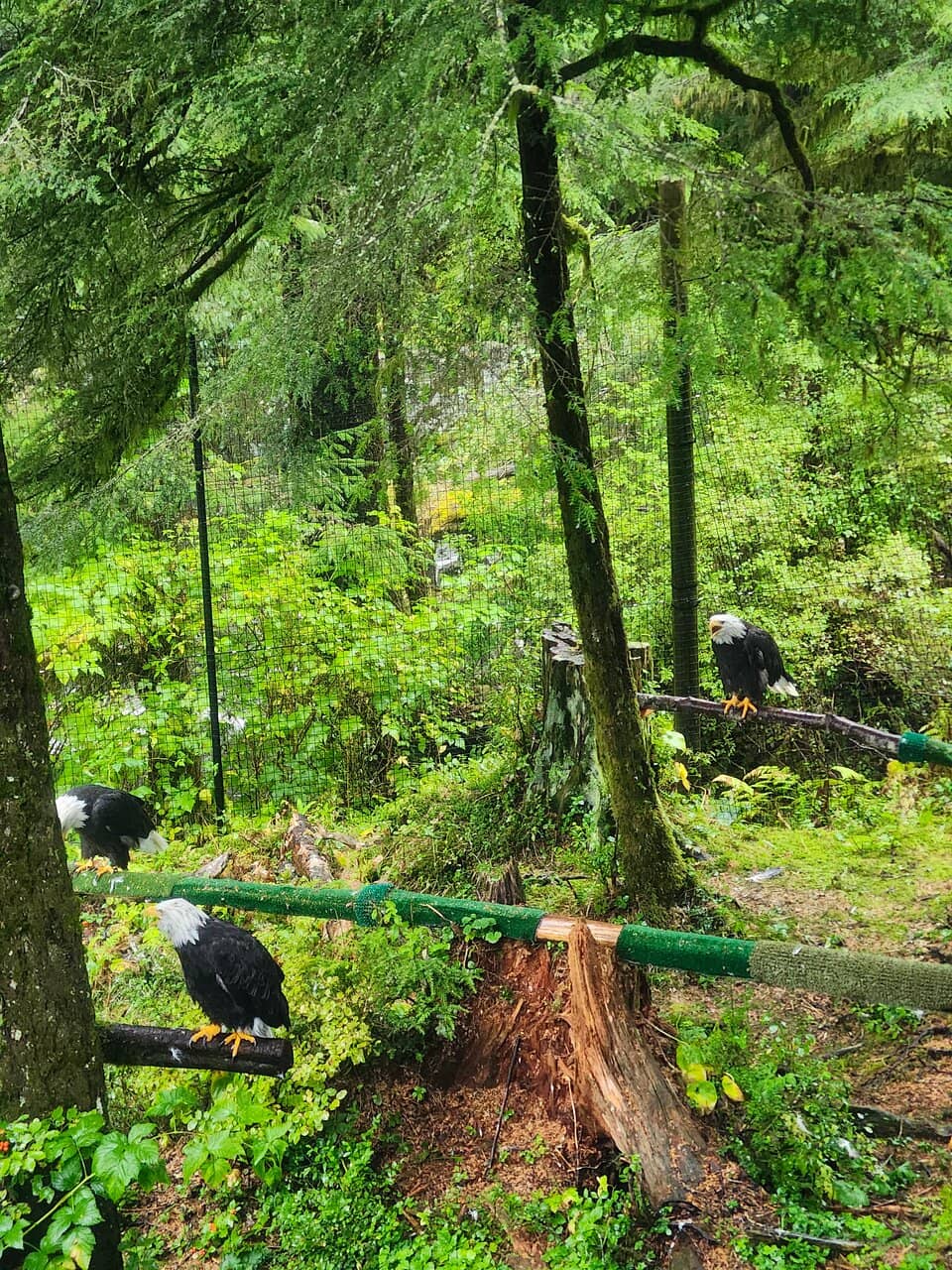 Life-Sized Eagle Nest Replica