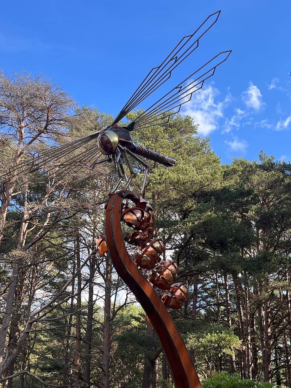 Native Forest Walk