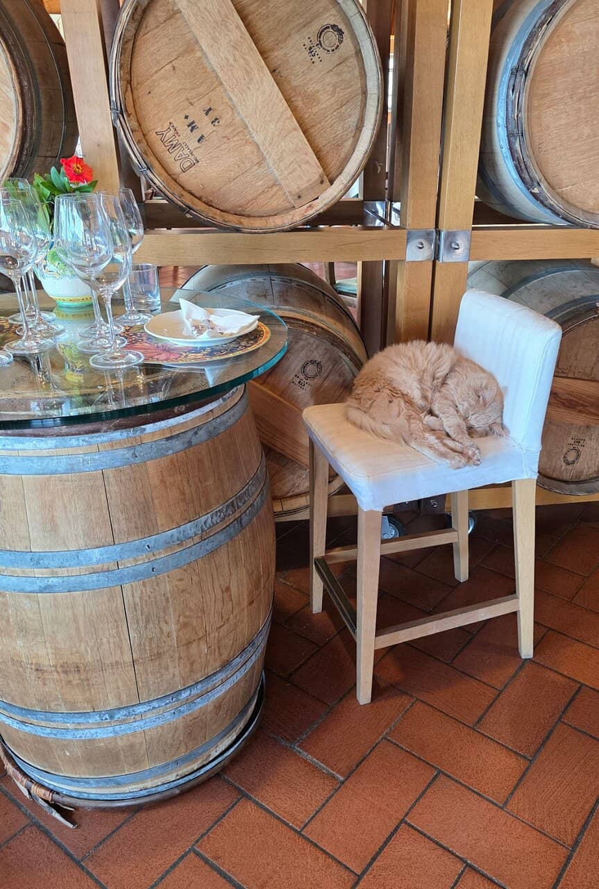 Chianti Classico Tasting