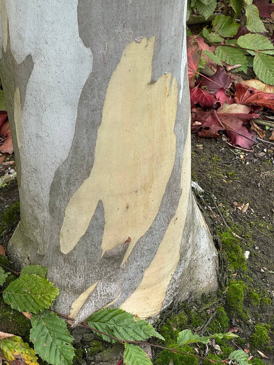 Geoff Hamilton's Legacy Gardens