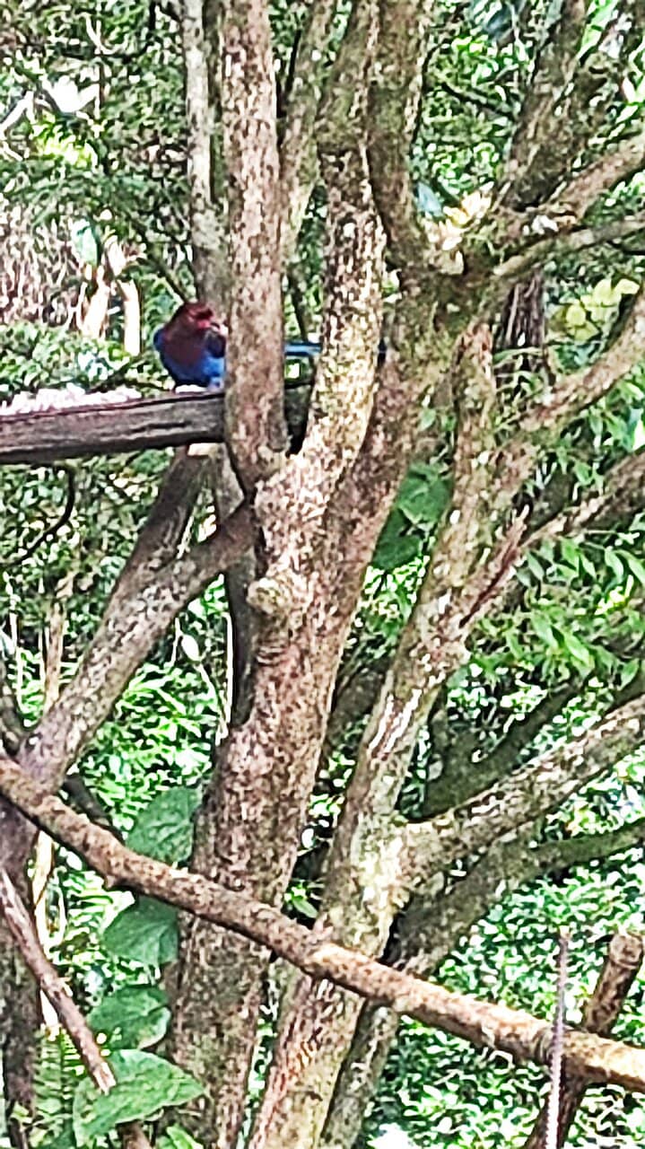 Endemic Wildlife Encounters
