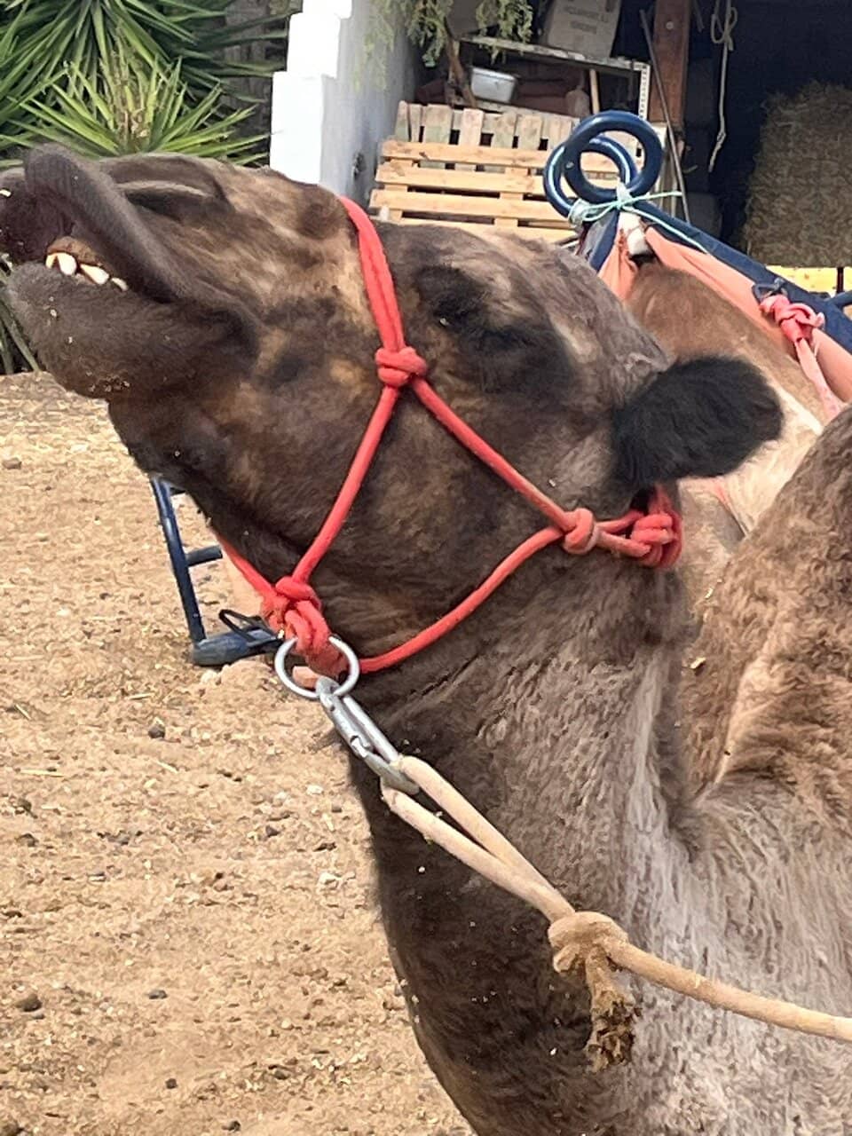 Animal Feeding Fun