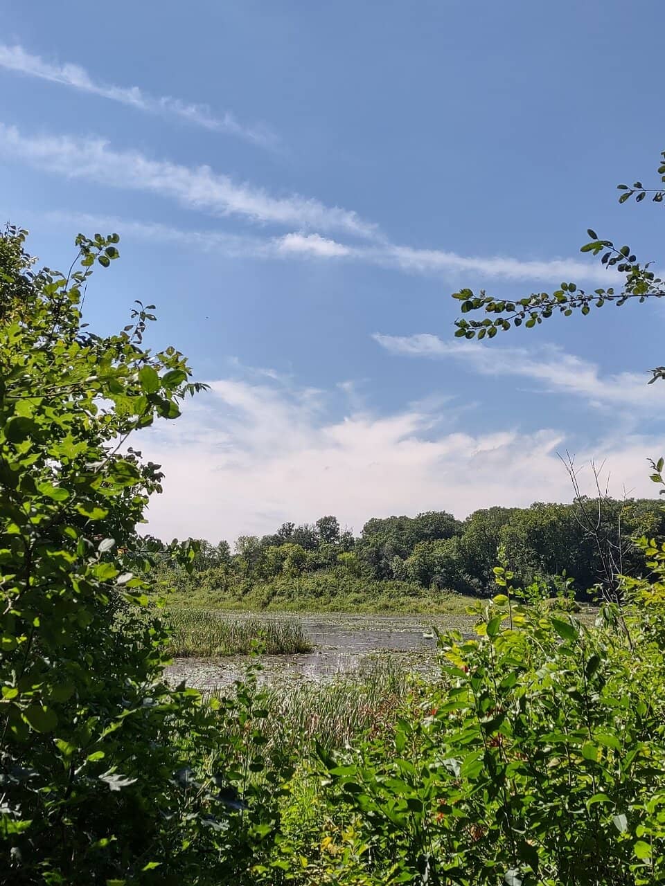 Bird Watching Platform