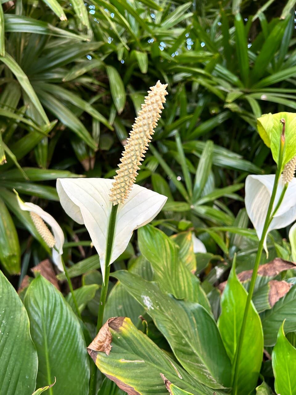 Exotic Plant Collection