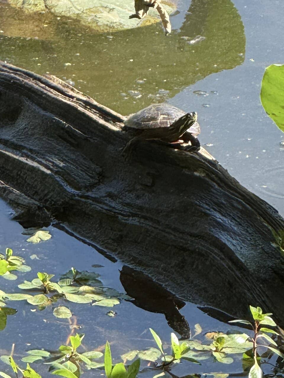 Wildwood Way Trail Art