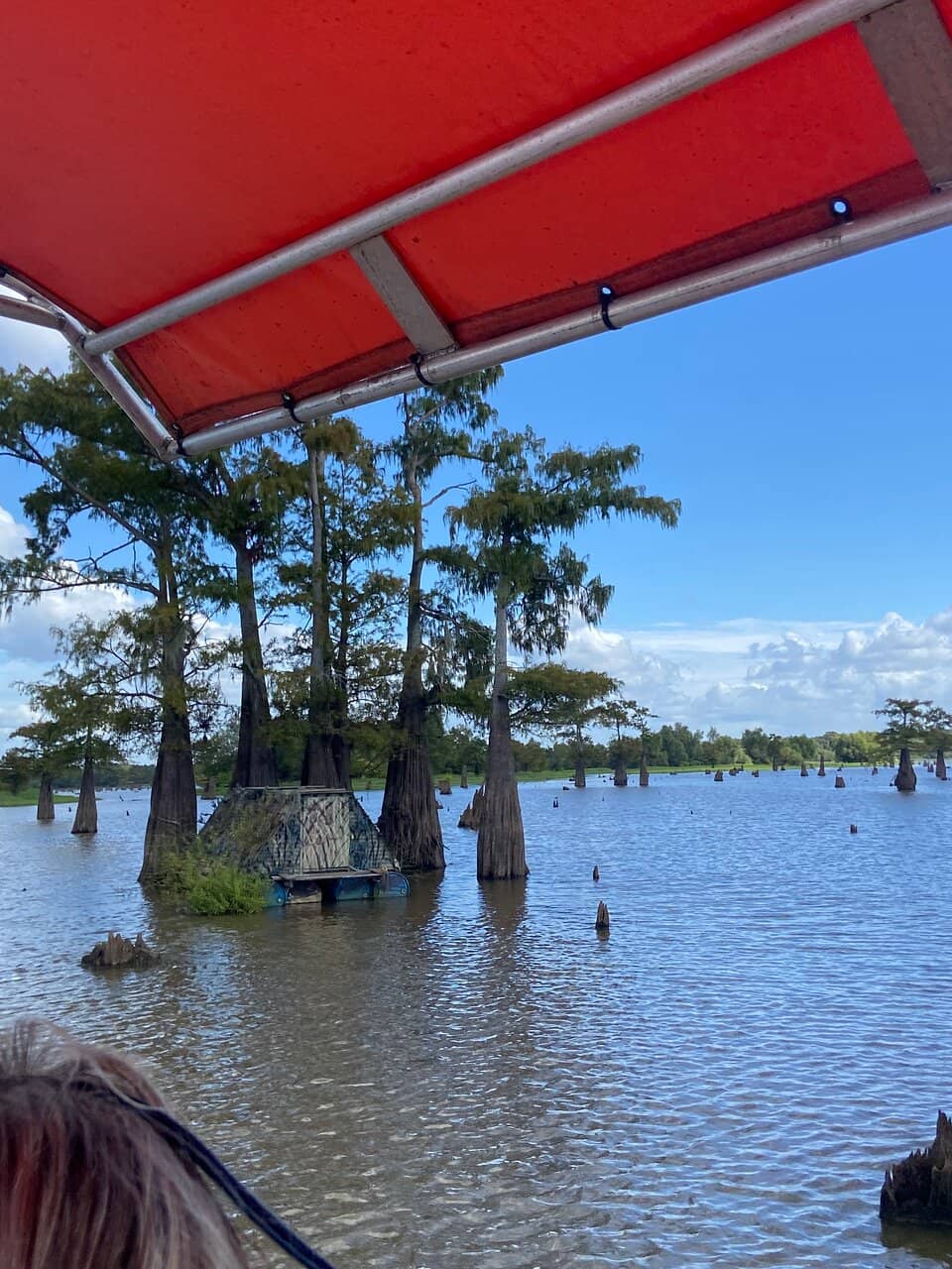Alligator Encounters