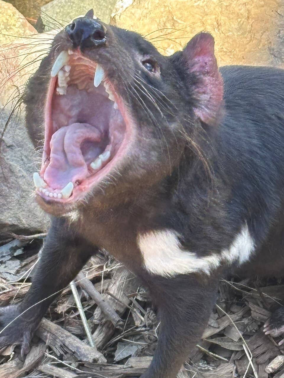 Free-Roaming Kangaroos