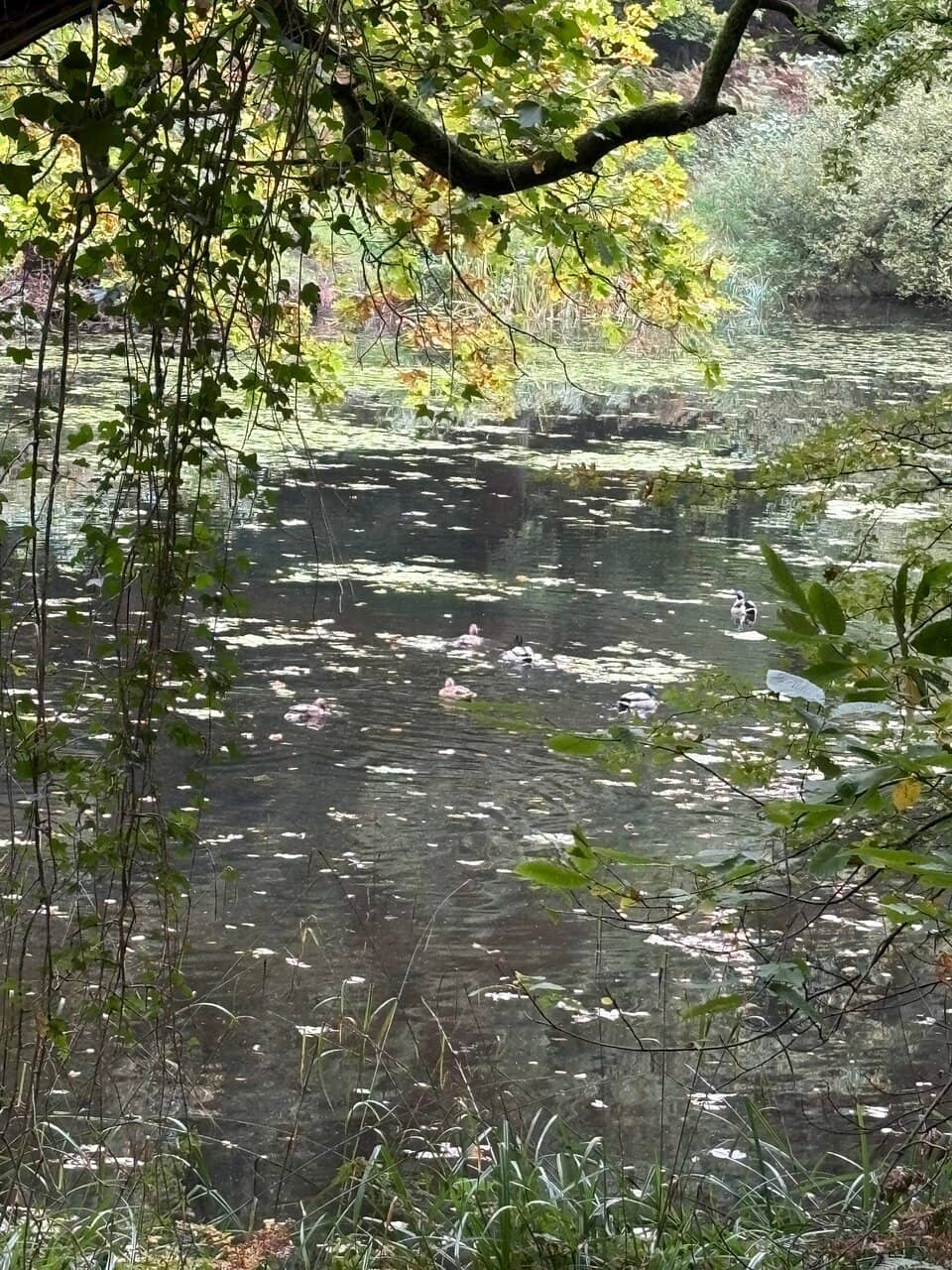 Dean Heritage Centre