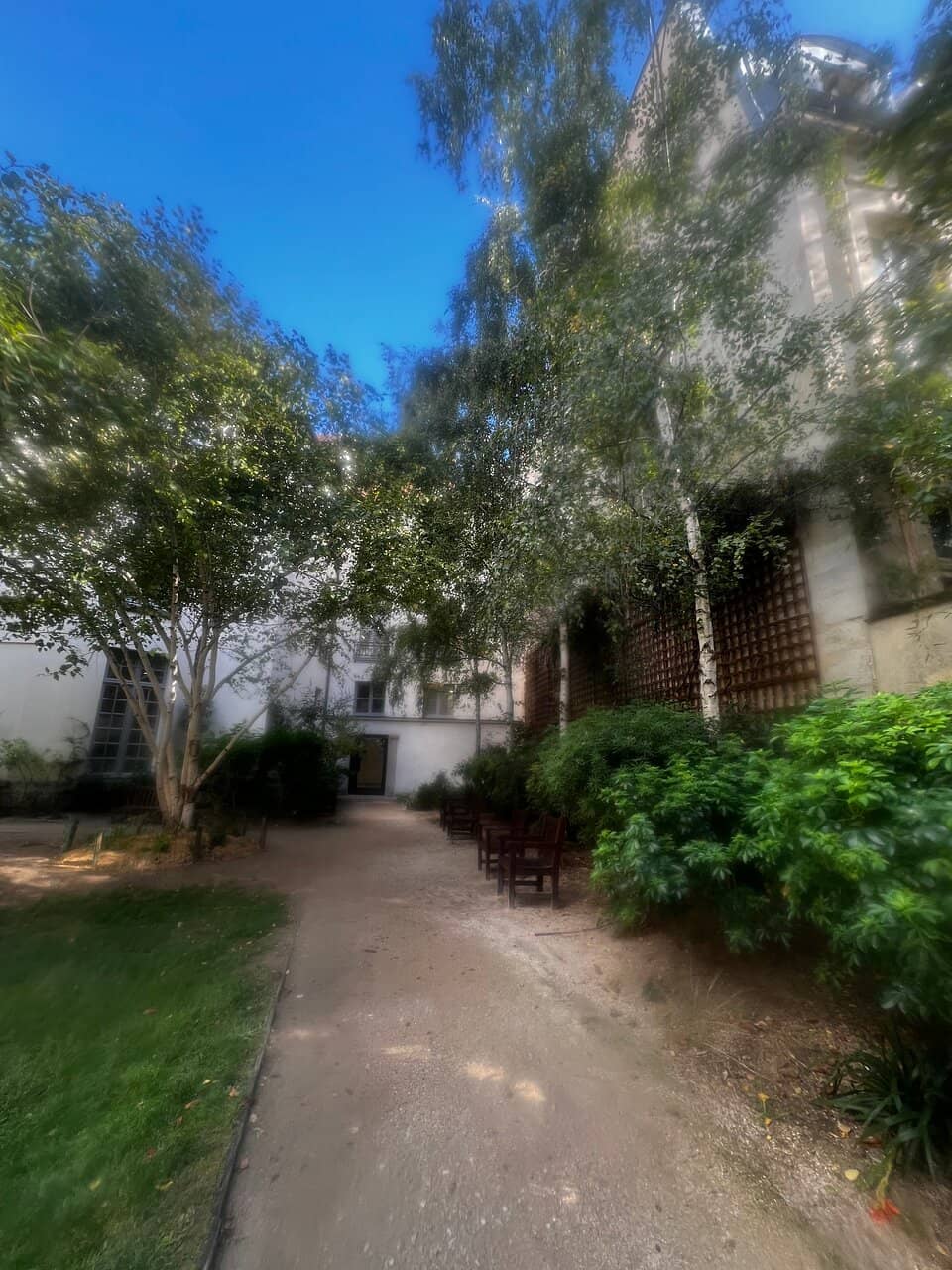 Tranquil Rose Bushes