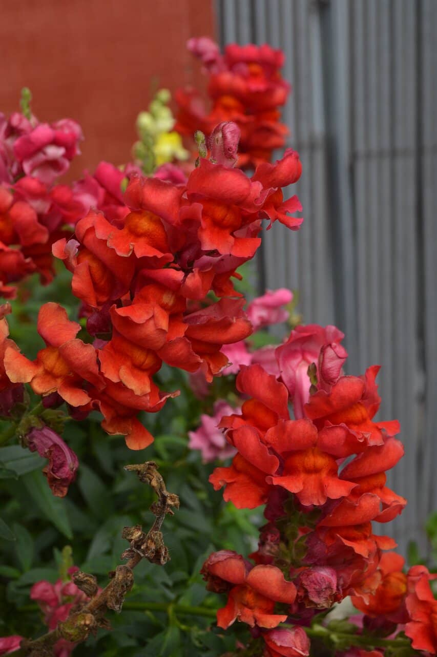 Trail of Mysterious Trees