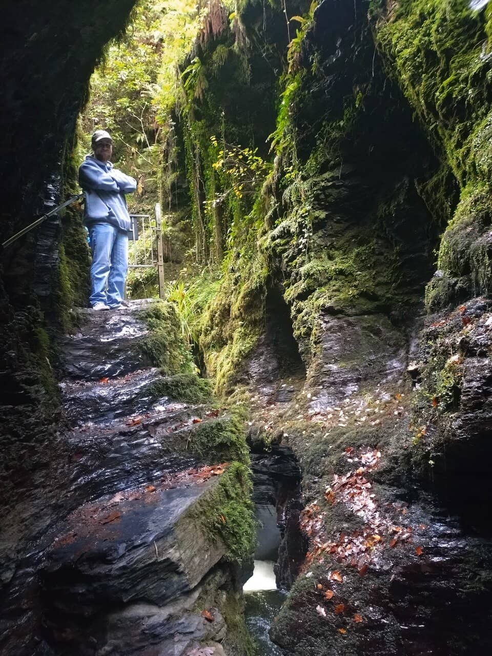 Temperate Rainforest Trails