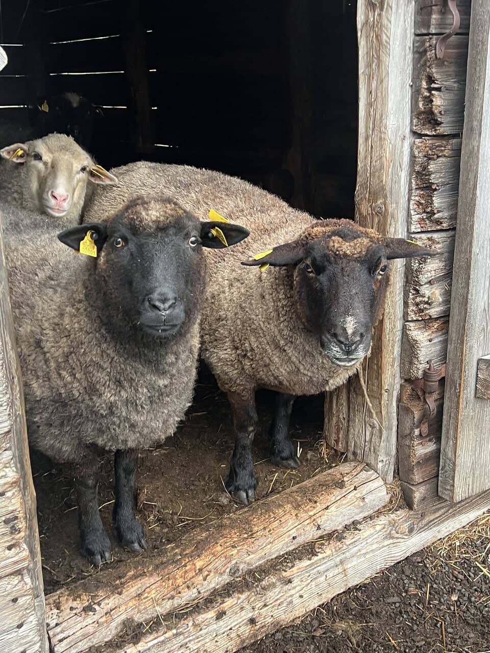 Historic Fishing Boat