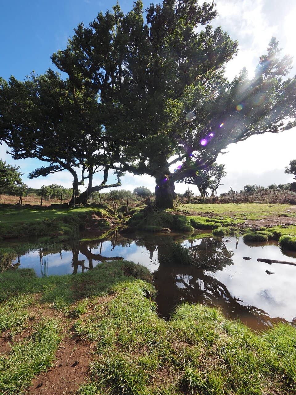 Mysterious Tree Shapes