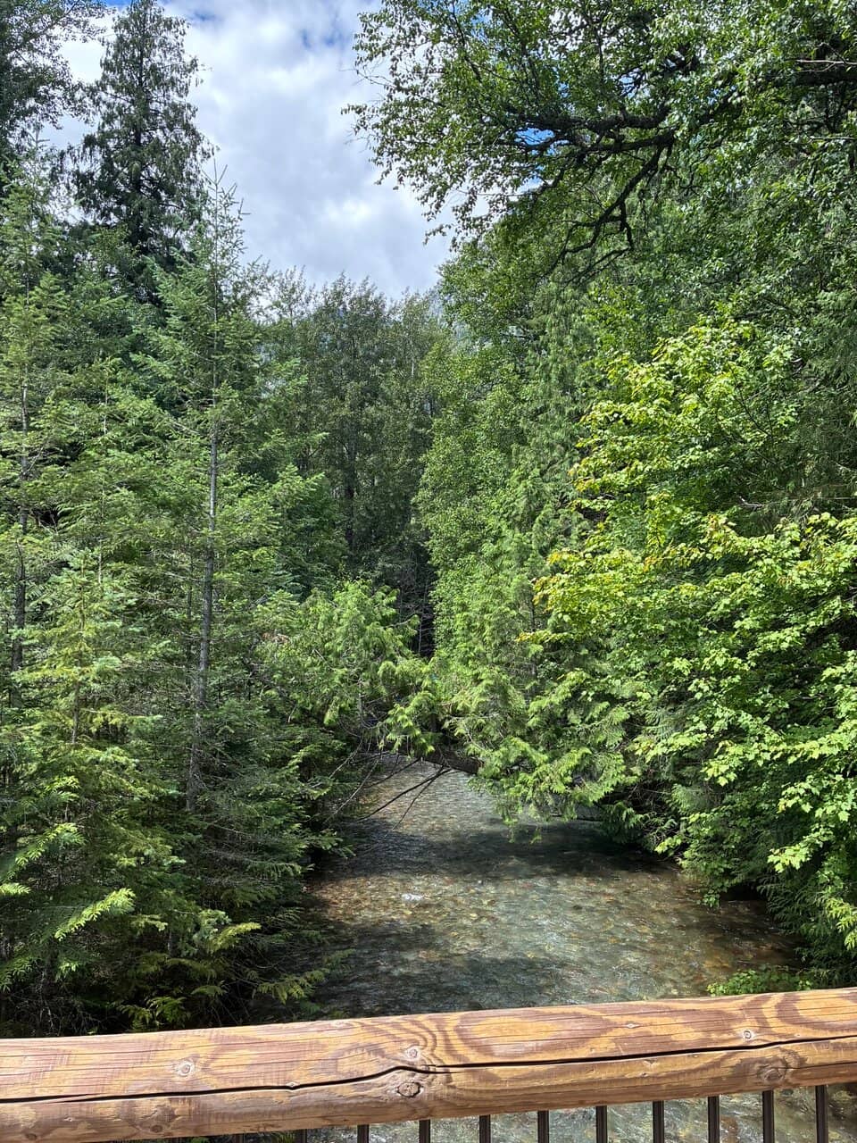 Ancient Cedar Grove
