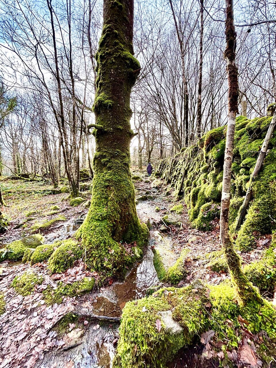 Dolmelynllyn Estate Trails