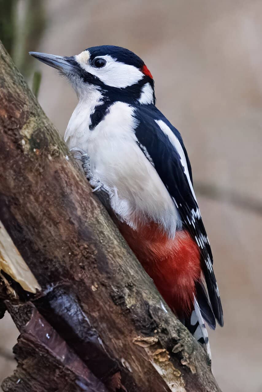 Vertical photo