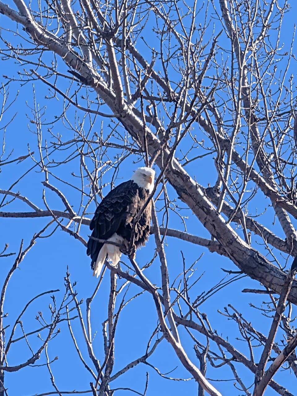 Diverse Waterfowl Viewing