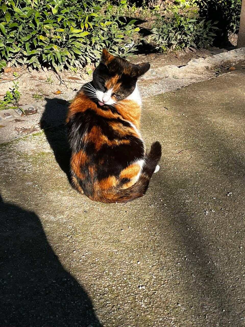 Colorful Bird Aviary