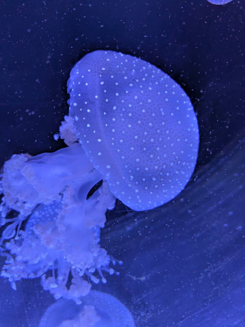 Penguin Feeding Frenzy