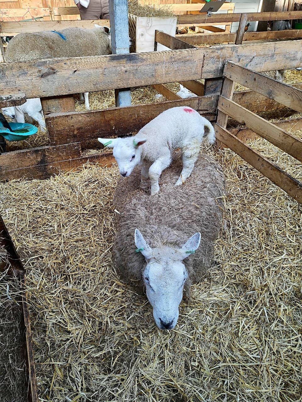 Diverse Farm Animals