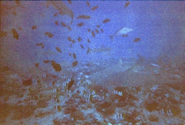 Tiburon Limón, Motu Tapu - Bora Bora