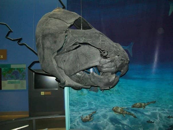 Blaschka Marine Life Models