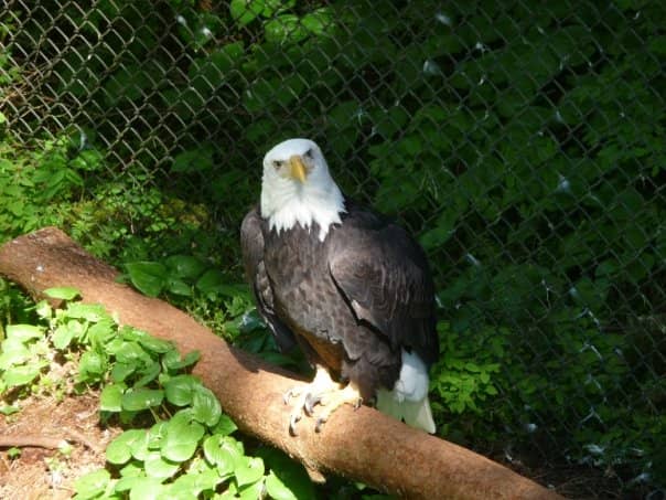Raptor Flying Demonstrations