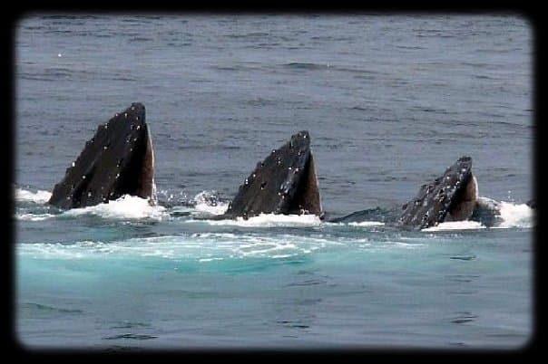 Cape Cod Whale Watching